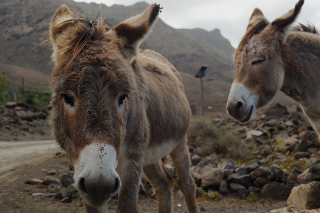 Donkeys at Cofete Village, Fuerteventura